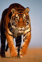 Тигр в движении