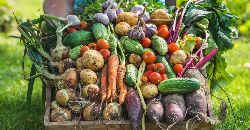 Наш муниципальный депутат Анастасия Демина рассказала, что в районах Останкинский и Отрадное открыт сбор фруктов и овощей, которые в дальнейшем будут использованы для приготовления пищи нашим бойцам СВО.